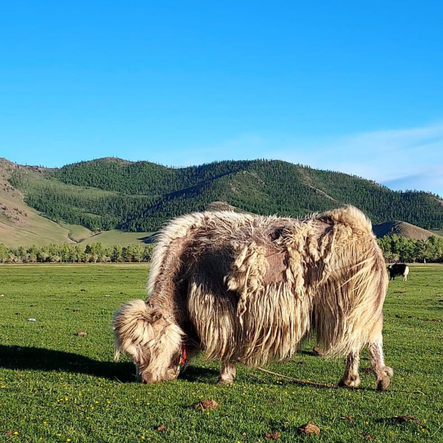 SCARVES - YAK CASHMERE