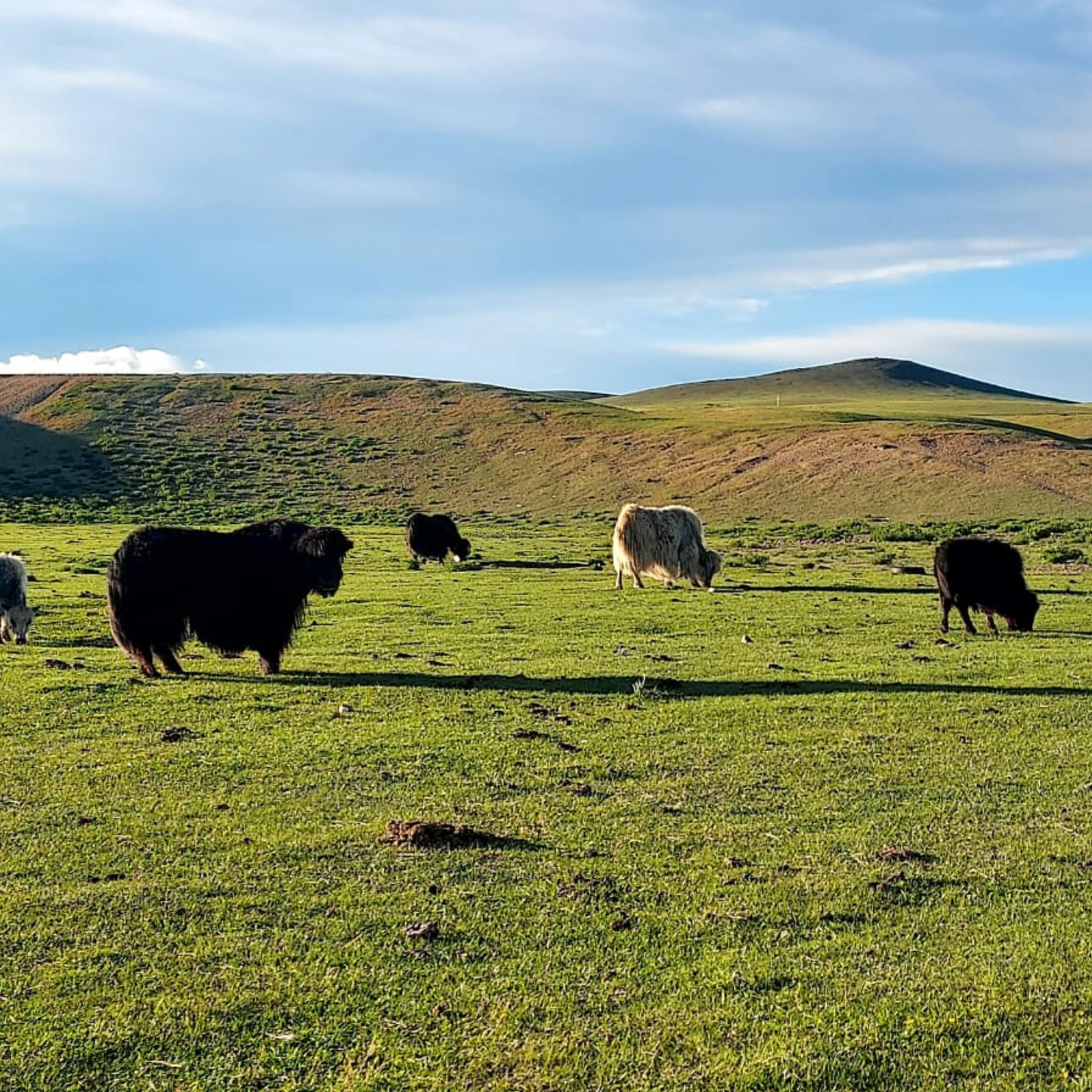 YAK CASHMERE from Mongolia